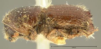Media type: image;   Entomology 1023 Aspect: habitus lateral view